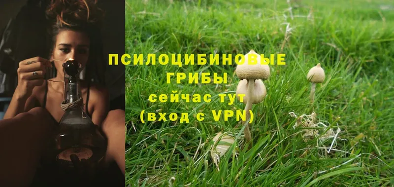 Псилоцибиновые грибы Magic Shrooms  kraken ссылки  Инсар 